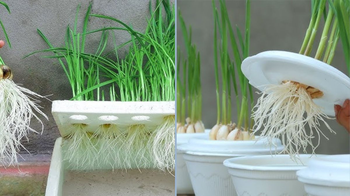 City Garden Magic: How to Grow Garlic Easily with Water and Used Plastic Bottles