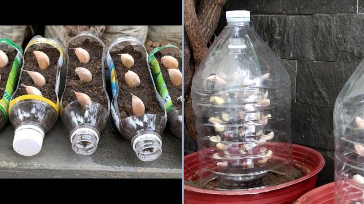 Grow Garlic the Smart Way: The Bottle Technique for Bigger Yields (Perfect for Beginners!)