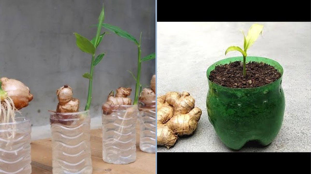 How to Grow Store-Bought Ginger at Home: The Clever Trick to Make It Root Faster