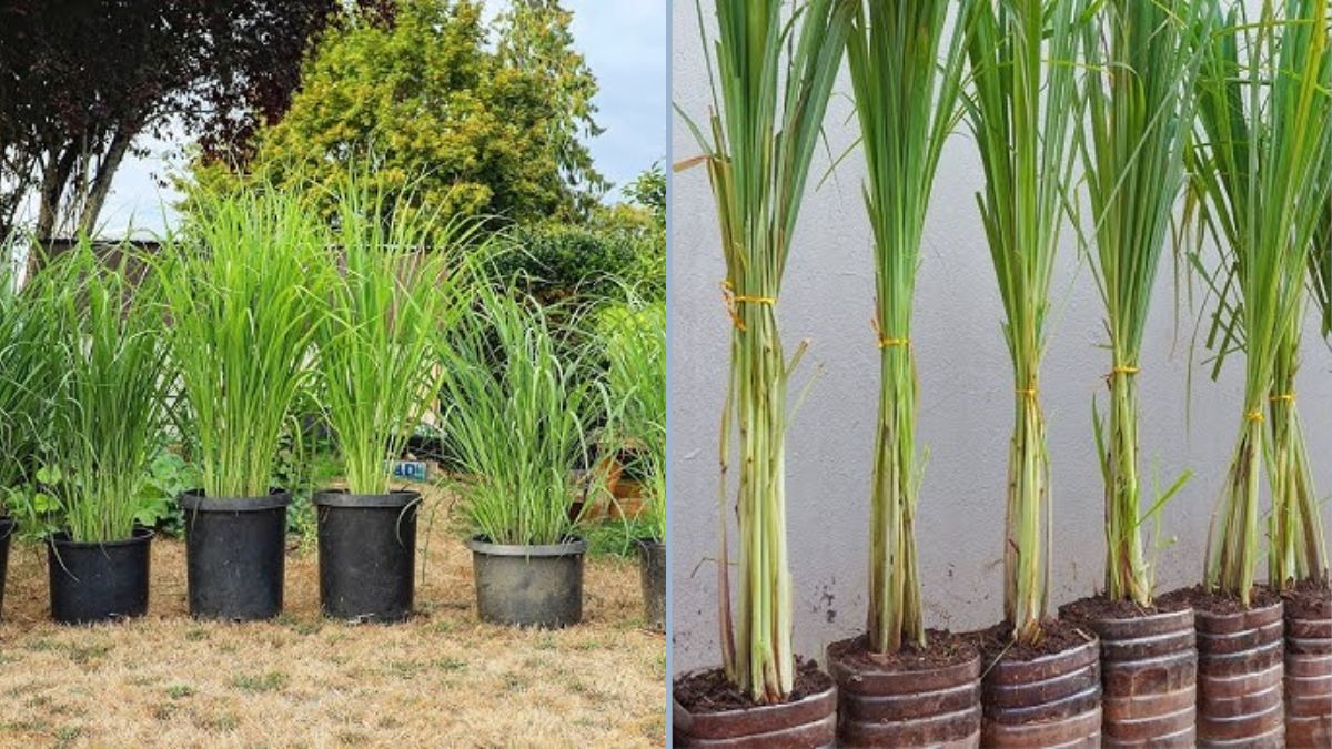 How to Grow Lemongrass at Home: Fast-Growing Tips for a Lush, Endless Harvest