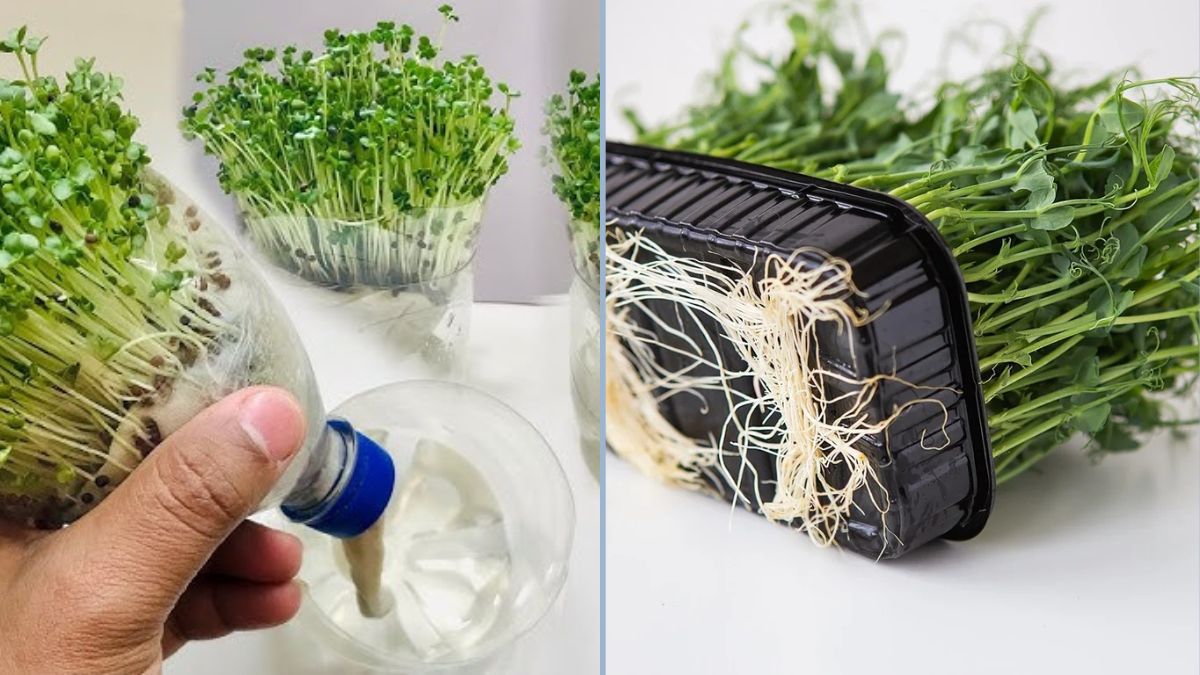 Brilliant Idea: How to Grow Mustard Microgreens in Water Using Plastic Bottles (Hydroponics)