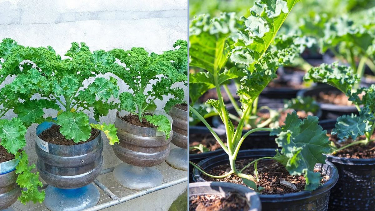 Grow Kale in Plastic Bottles Without Watering: A Simple Method for High-Yield Gardening