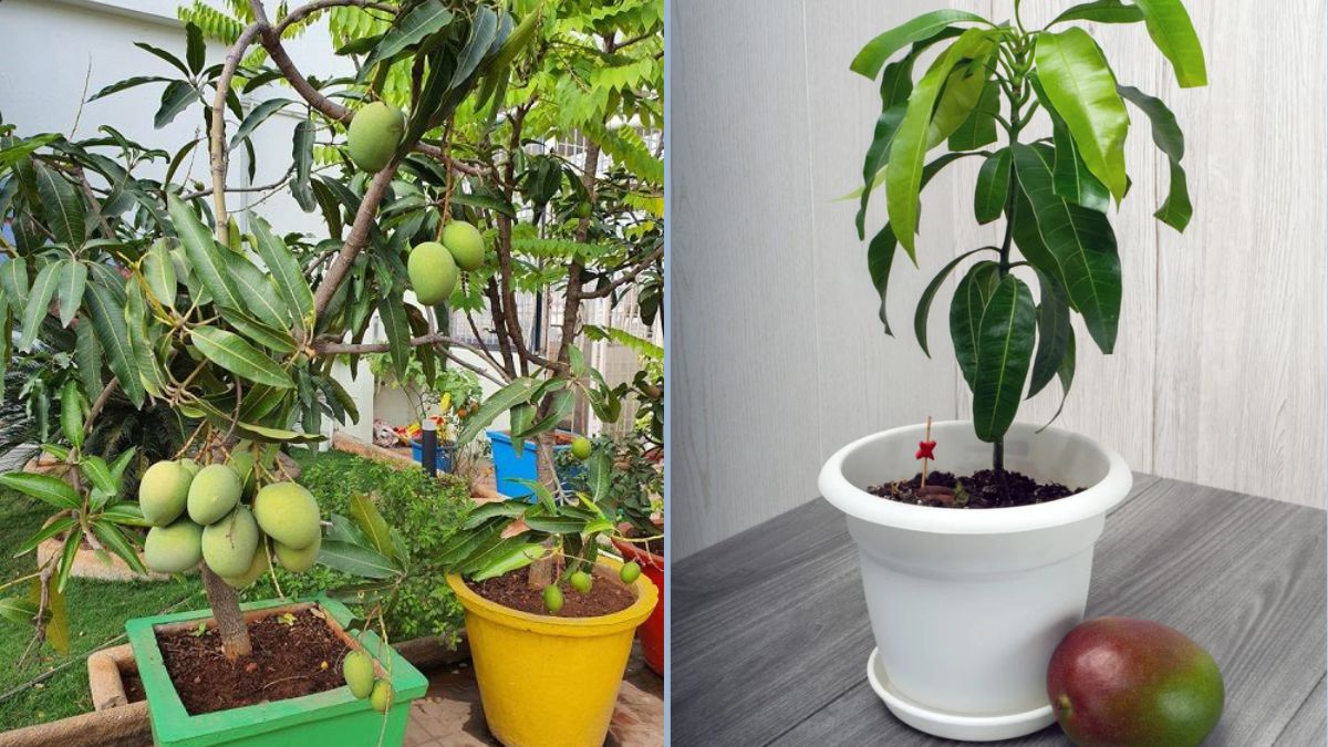 From Pit to Branches: How to Grow a Mango Tree from Seed to Harvest