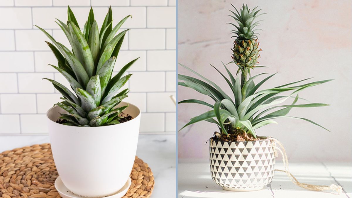 From Crown to Fruit: How to Grow a Pineapple from Its Top (Works Every Time!)