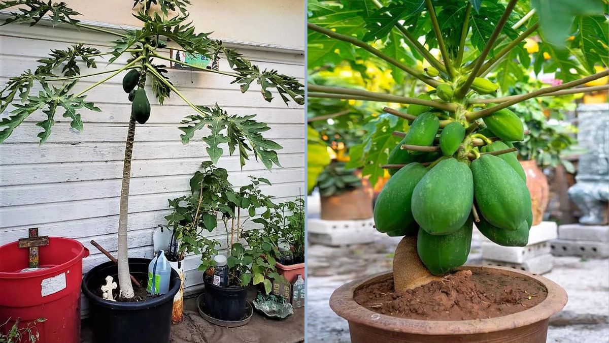 Terrace Gardening Magic: How to Grow Papaya in Pots and Get Loads of Fruits