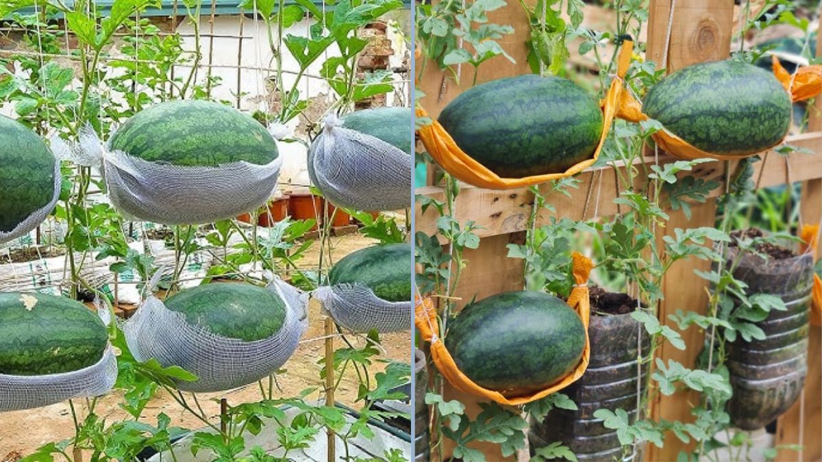 From Trash to Treasure: How to Grow Big, Sweet Watermelons in Hanging Plastic Bottle Hammocks
