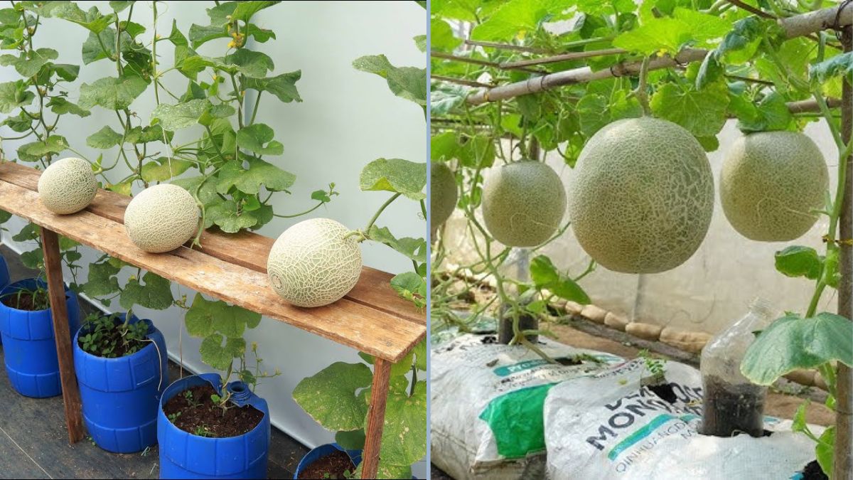 How to Grow Large, Sweet Cantaloupes at Home Using the Special Hanging Melon Method