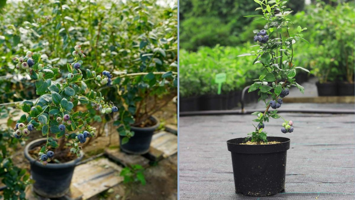 How to Grow Blueberries in Containers: The Ultimate Guide to Soil, Planting, and Care