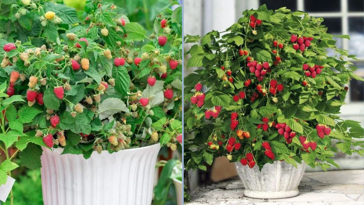 How to Grow Raspberry Bushes in Pots: A Complete Guide to Your Backyard Orchard