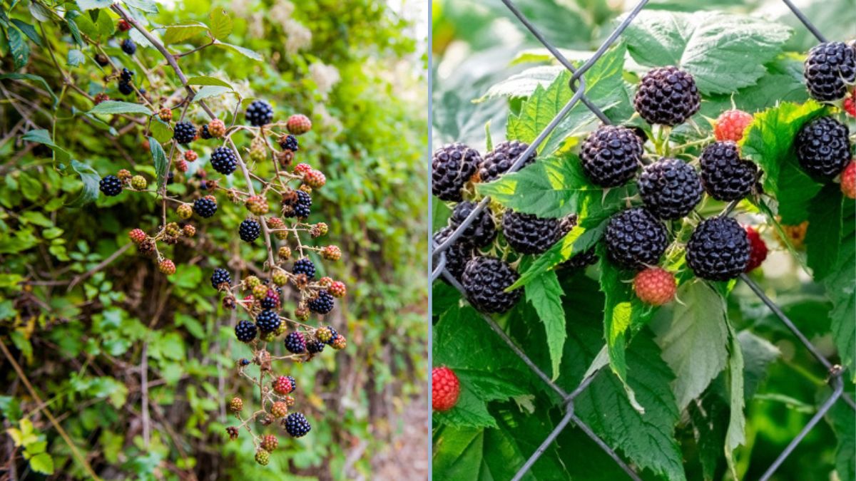 How to Make a Blackberry Transplant: A Step-by-Step Guide for Thriving Plants