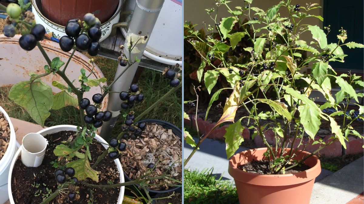 You Can Grow It: How to Grow Huckleberries in Your Backyard