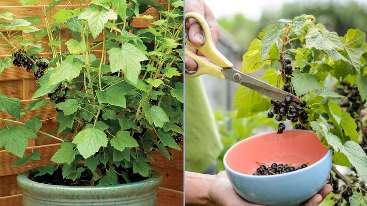 How to Plant Blackcurrants in a Container: A Complete Guide to Growing Blackcurrants at Home