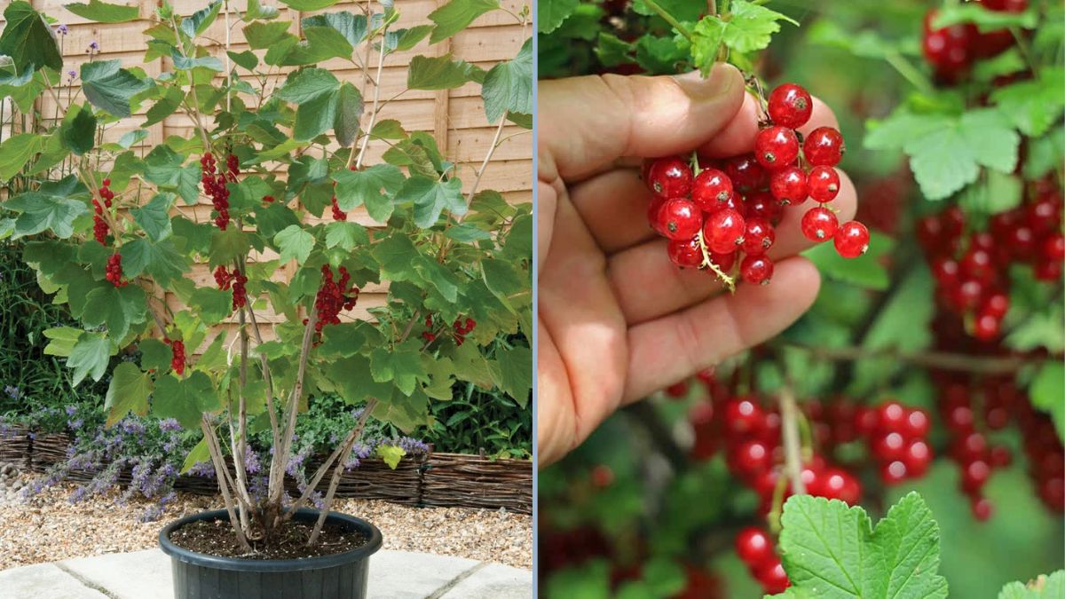 Delicious and Easy to Care For: The Red Currant — A Complete Growing Guide