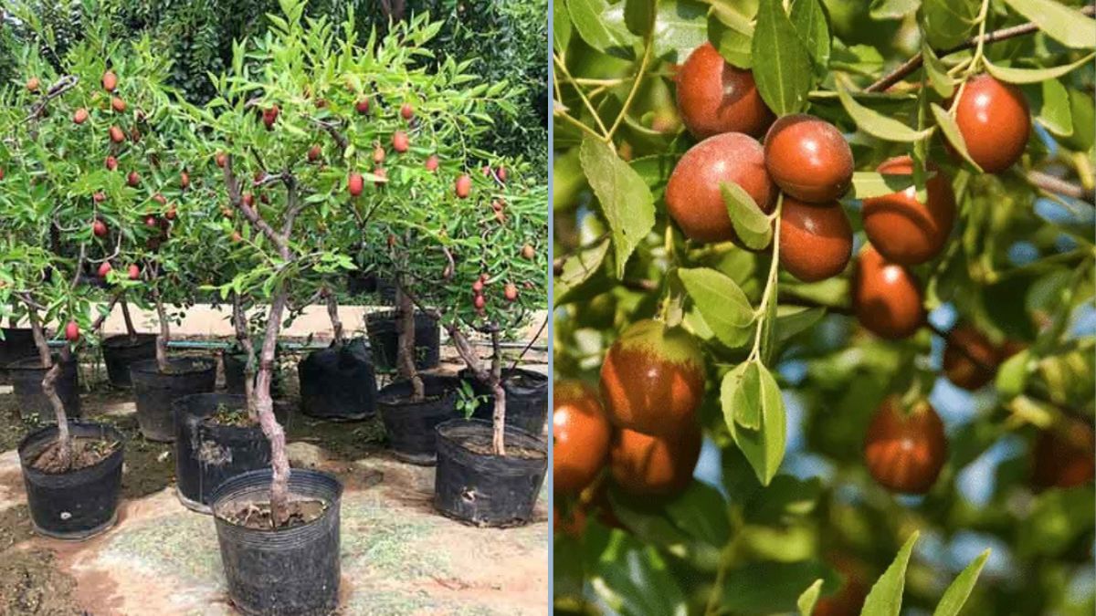 How to Grow a Jujube Tree from Seeds: The Simple and Fast Way to Grow at Home