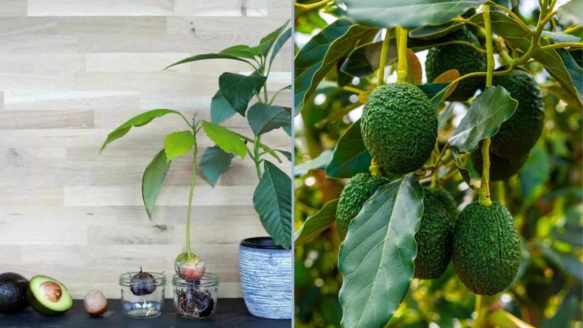 The Best Way to Grow Avocado from Seed: Step-by-Step Growth Guide (0–5 Months)