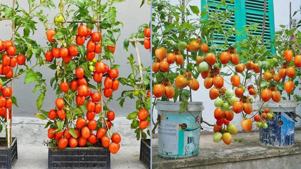 How to Grow High-Yield Tomatoes in Plastic Containers Using Bananas: A Simple Terrace Garden Method