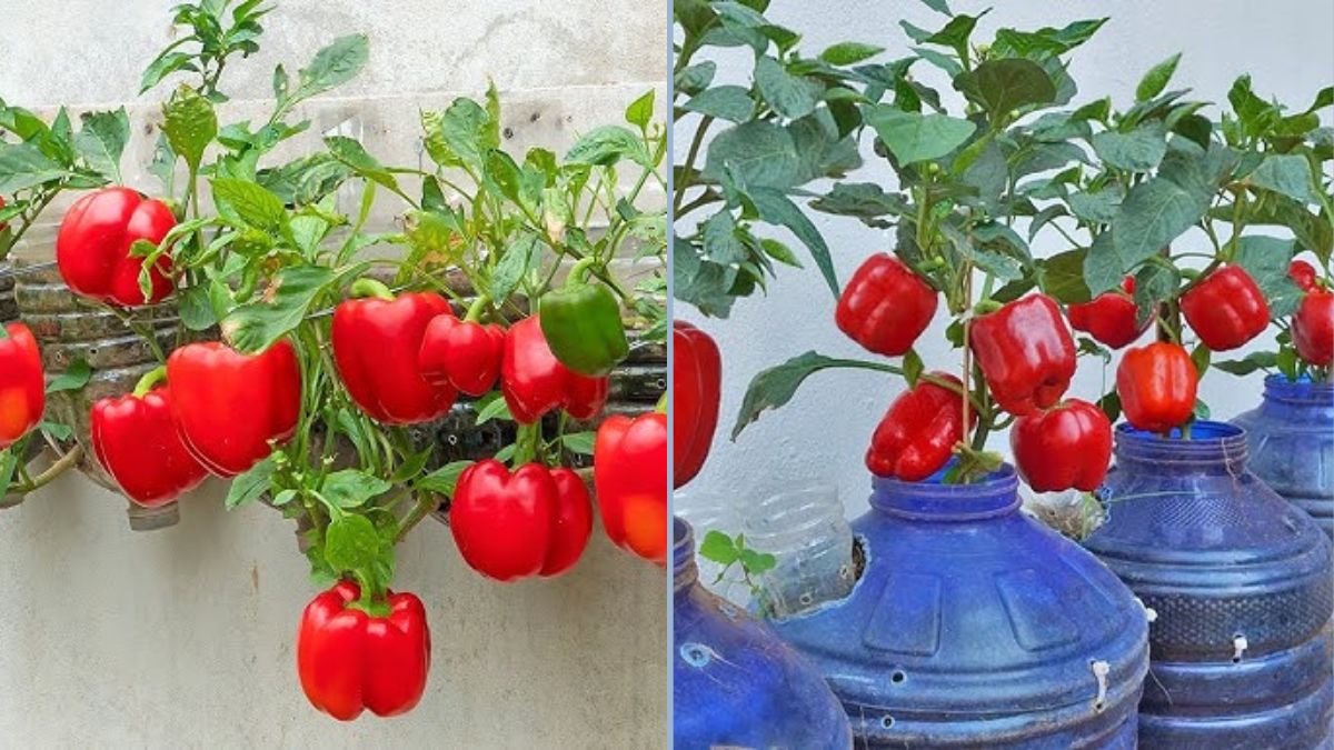How to Grow Bell Peppers in Plastic Bottles: A Simple Guide for Easy and Productive Balcony Gardening