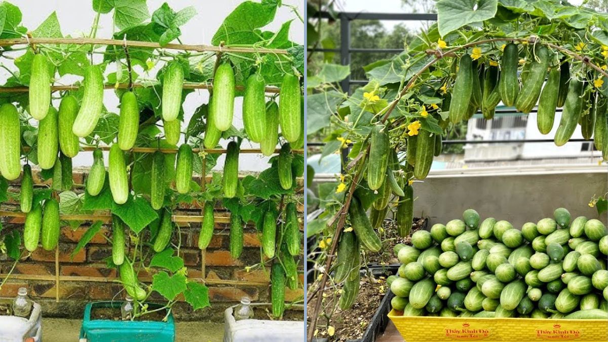 Secrets to Growing Cucumbers With Many Fruits — From A to Z: Harvest in Just 1 Month!