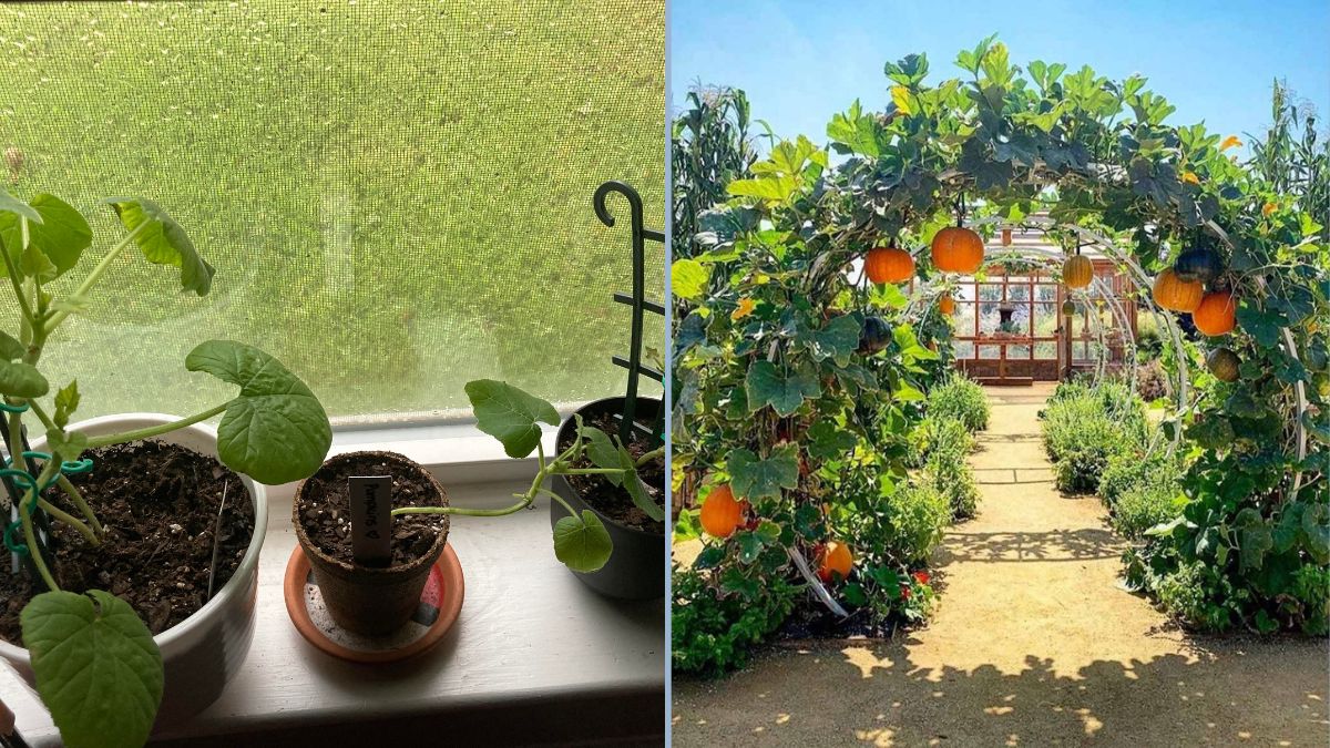 How to Grow Pumpkin from Seeds at Home | Complete Guide to Propagation