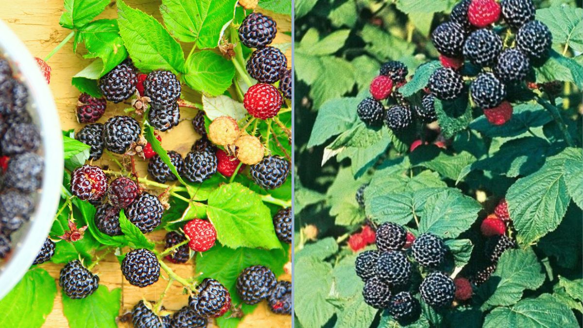 Growing Black Raspberries (Rubus occidentalis): Your Guide to a Perennial Favorite