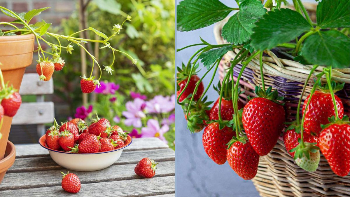 How to Divide Alpine Strawberries: A Complete Guide to Propagating Wild Strawberry Plants and Growing Them in Pots