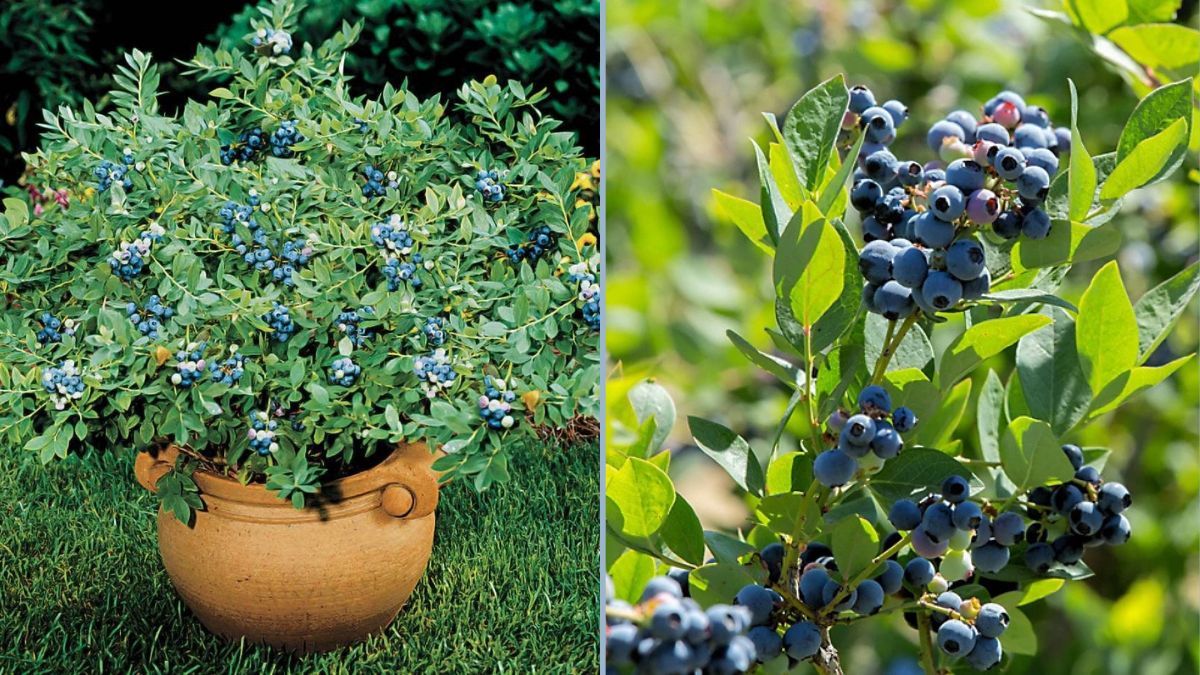 Wild Blueberry Plants in the Front Yard: Turning a Simple Space into a Natural Berry Haven