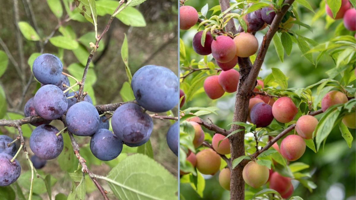 Beach Plum Tree Review and Care: Growing a Coastal Treasure in Your Garden