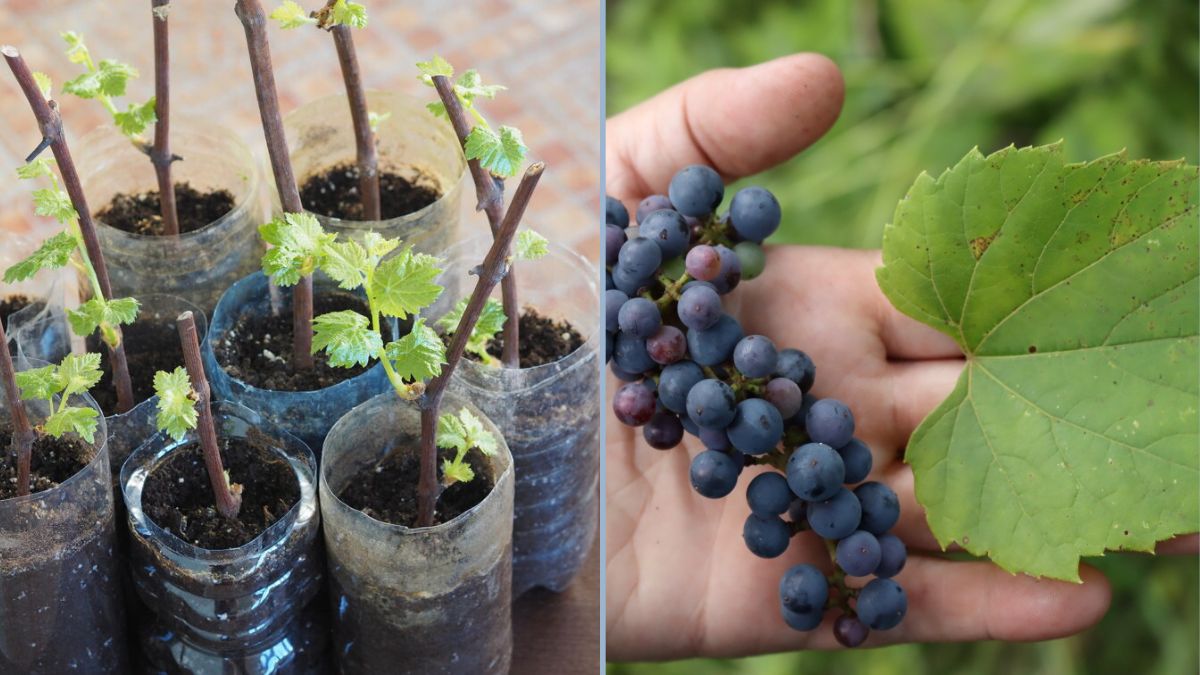 Growing Wild Grapes from Cuttings: A Complete Guide to Vitis arizonica