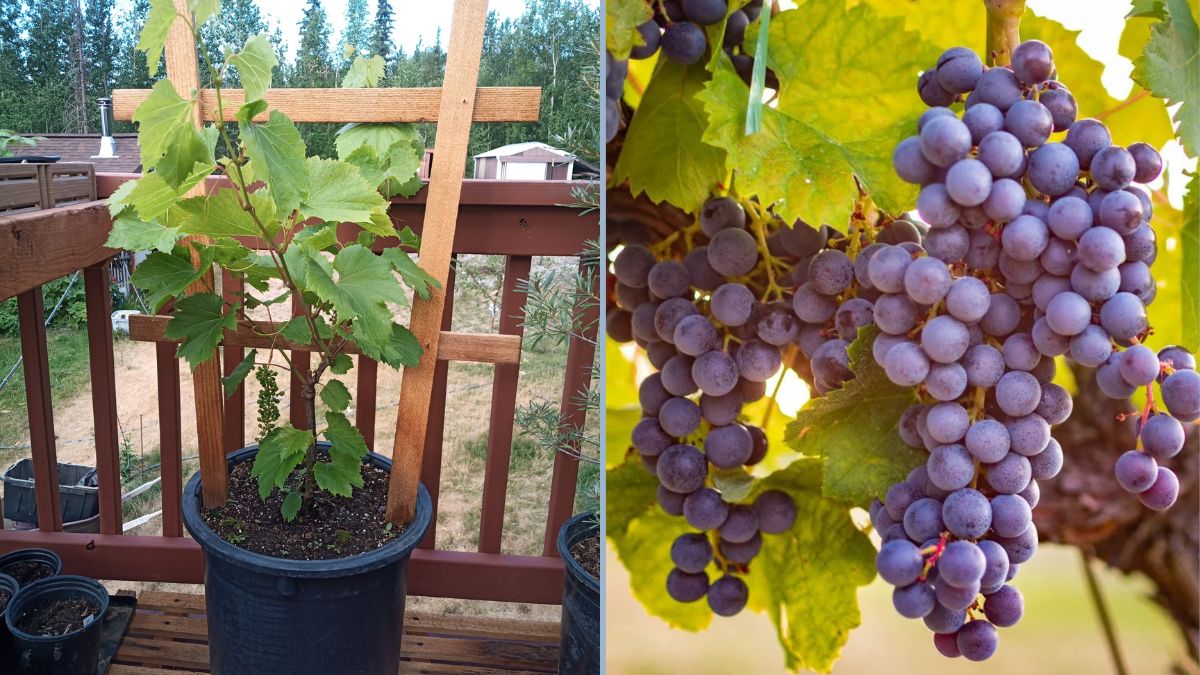 2-Year-Old Noble Muscadine Grape Vine: Watching the Fruit Ripen and the Rewards of Patience