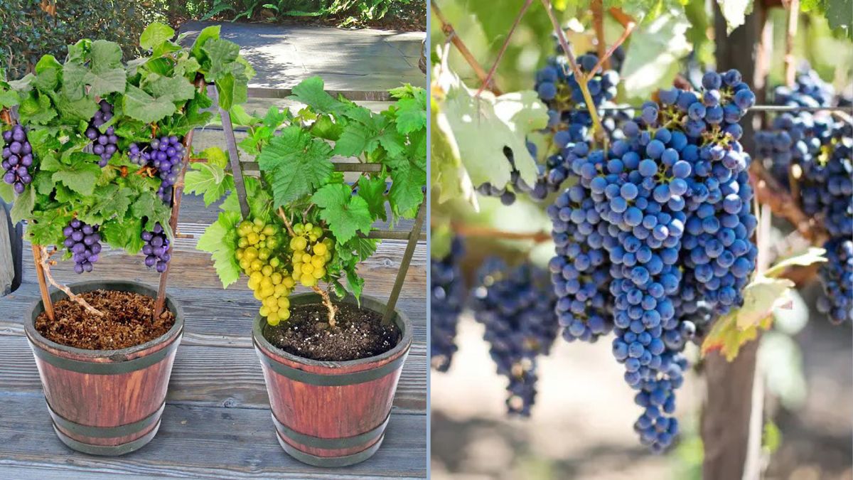 Mastering the Concord: Essential Tips for Growing Eastern Concord Grape Vines