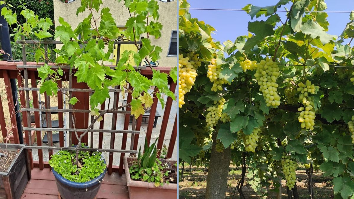 How to Grow 100% Organic Green Grapes (Ghiyatori & Meethey Angoor) in Your Rooftop Garden Naturally