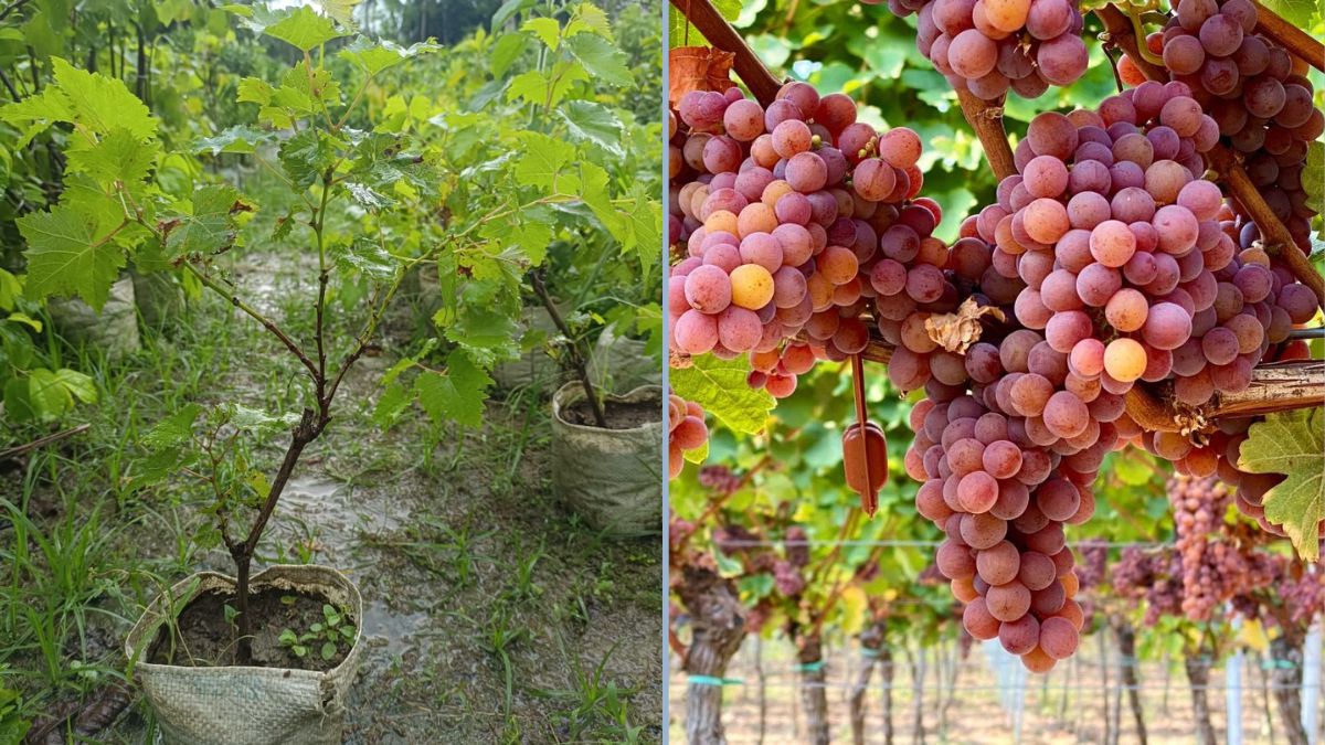 How to Plant and Grow Red Grapes in Your Kitchen Garden