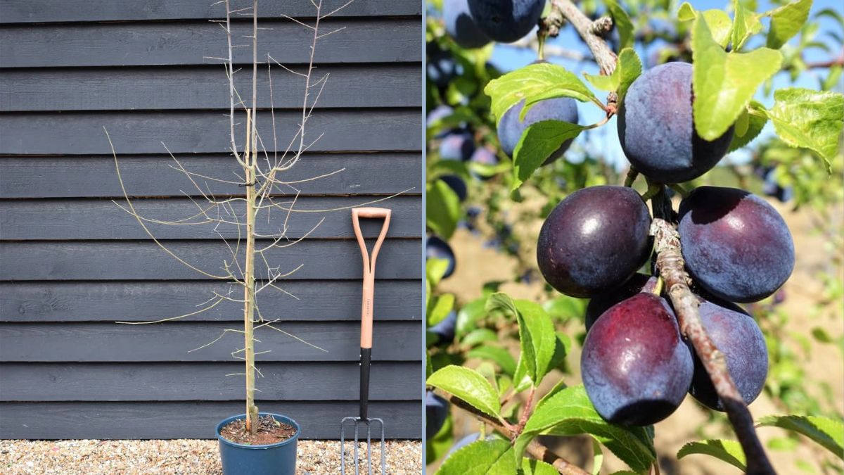 Harvesting Shropshire Prune (Damson) in August – Unlocking the Summer Bounty from Your Garden