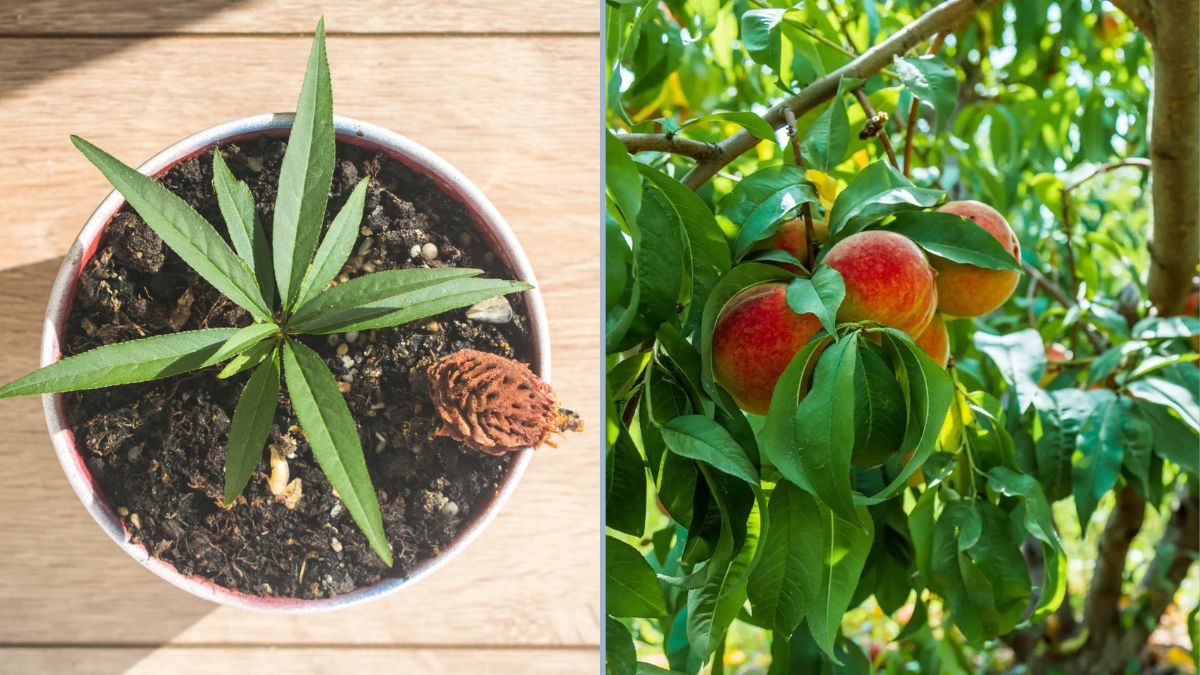 Growing a Donut Peach Tree from Seed — A Time-Lapse Journey from Pit to Plant