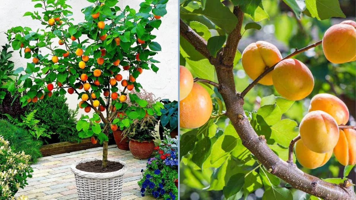 7 Proven Tips to Grow Abundant Peaches, Nectarines, Apricots, and Plums