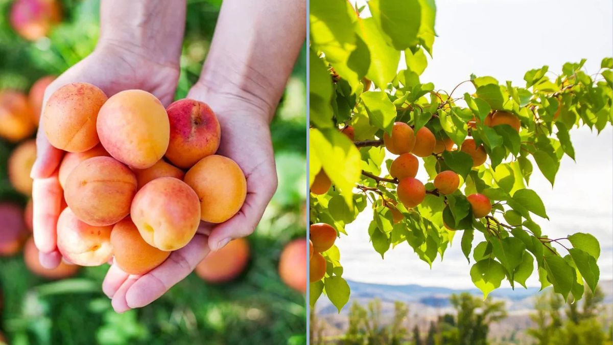 Apricot Harvest at Hand: The Beauty of Moorpark Apricots in Full Season