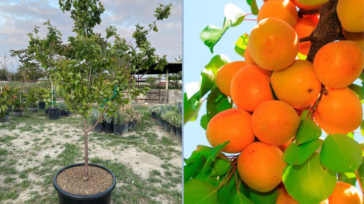 Tilton Apricots: A Golden Legacy of Flavor and Tradition