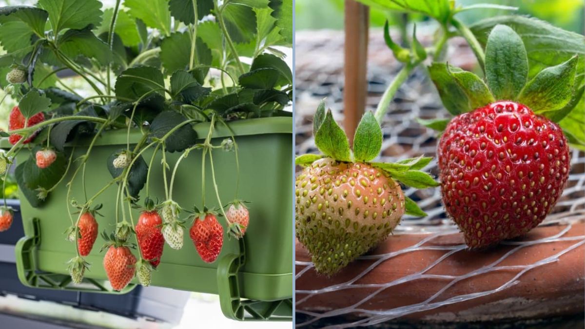 Albion Strawberries on Lopez Island: Sweet Rewards from a Coastal Garden