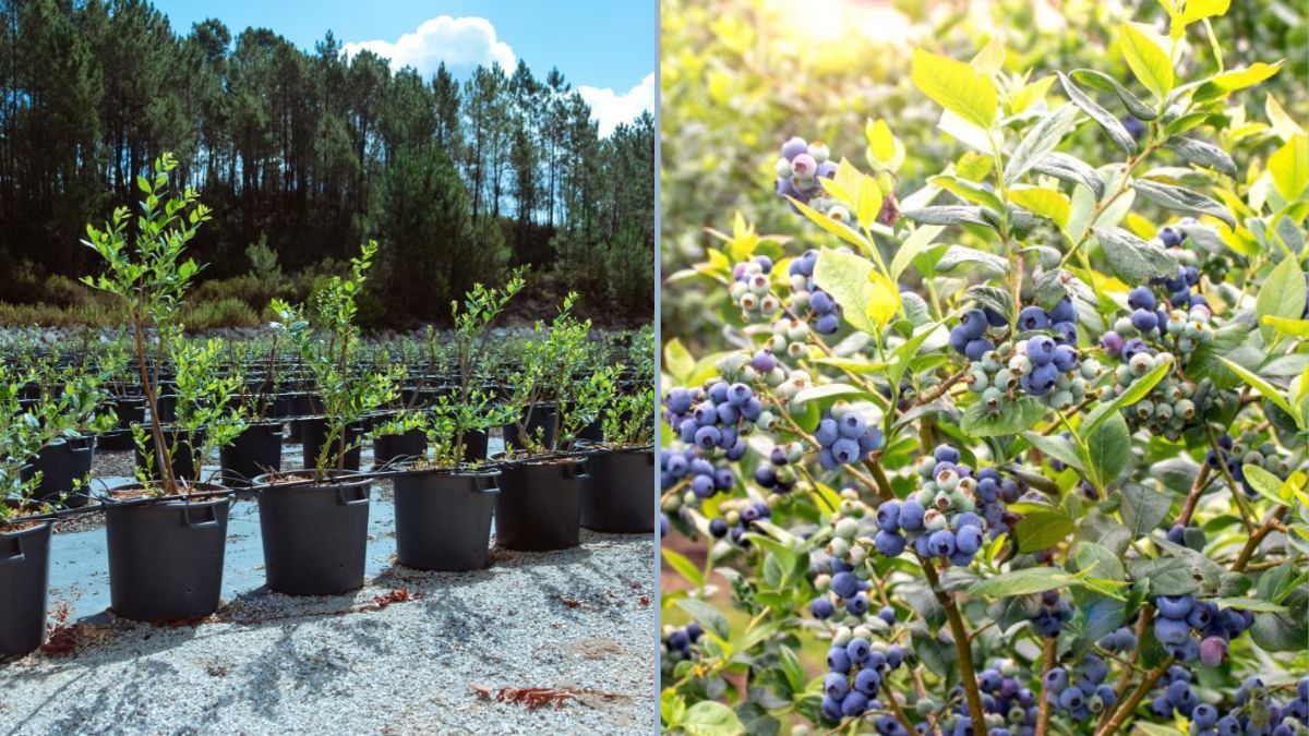 Highbush Blueberries: A Complete Review for Gardeners