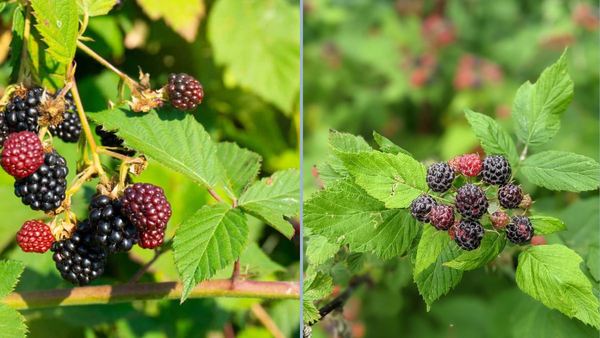 Plant Raspberries and Blackberries Now to Double Your Berry Harvest